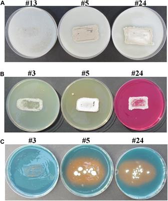 The Marine Endophytic Polyamine-Producing Streptomyces mutabilis UAE1 Isolated From Extreme Niches in the Arabian Gulf Promotes the Performance of Mangrove (Avicennia marina) Seedlings Under Greenhouse Conditions